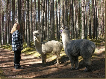 Knapper Alpakkas Nina walking Corazon and Viella in our neighborhood
