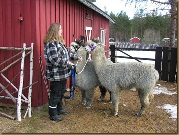 Nina med Misty Blue og Viella