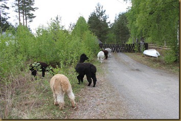 Jentene til nytt beite i trekanten 049