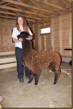 Alpakka: NC Tilt Fandango before shearing/før klipping