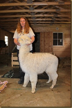 Alpakka: NC Prince Braveheart before shearing/før klipping