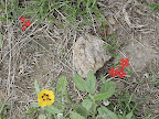 rock & flora