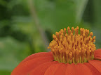 flora