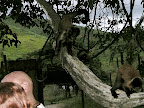 planet of the apes