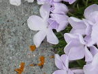 alpine flora