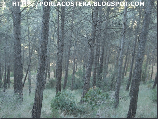 bosc bosc