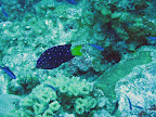  underwater