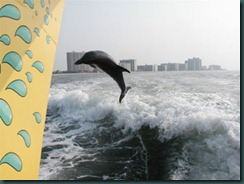 dolphin-sighting