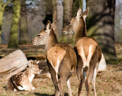 IMAGE: http://lh3.ggpht.com/_5yK23nU-AKk/SkgIW-4vB1I/AAAAAAAABOk/kMbNGDTFdCo/s400/_MG_3432_edited-2.jpg