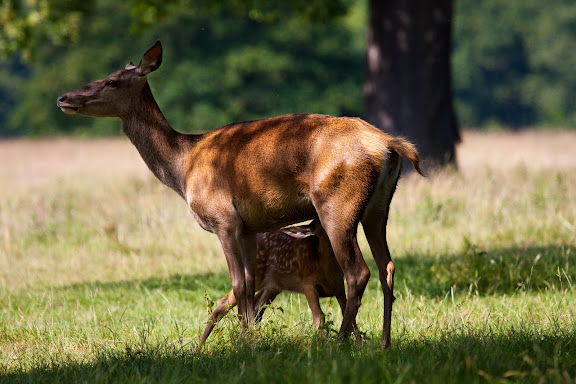 IMAGE: http://lh3.ggpht.com/_5yK23nU-AKk/SkgIaEZKUAI/AAAAAAAABOs/vozQpHh_TKM/s576/_MG_7753.jpg