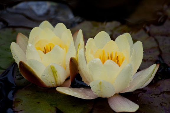 IMAGE: http://lh3.ggpht.com/_5yK23nU-AKk/SkgIczYfZmI/AAAAAAAABOw/KQZO66dszsU/s576/_MG_6208.jpg