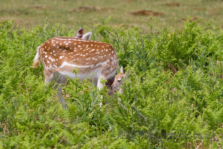 IMAGE: http://lh3.ggpht.com/_5yK23nU-AKk/TAp6lTkTDUI/AAAAAAAADnQ/zAKJl5AaOy8/s720/AE-4306.jpg