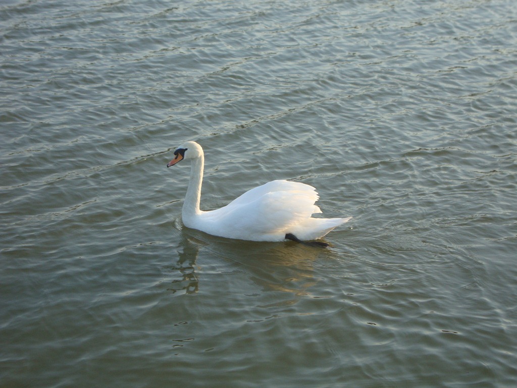 [white swan[3].jpg]