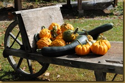 Little Pumpkin harvest in my Ed Martin Wheelbarrow