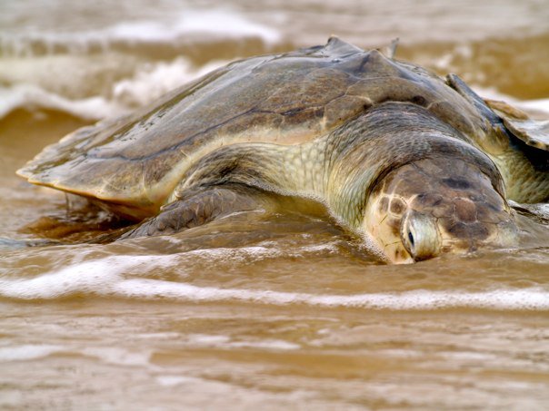 deadturtle.jpg