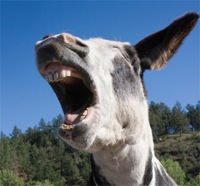 Jackass