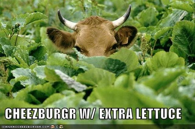 [cow-lettuce-burger (Small)[3].jpg]