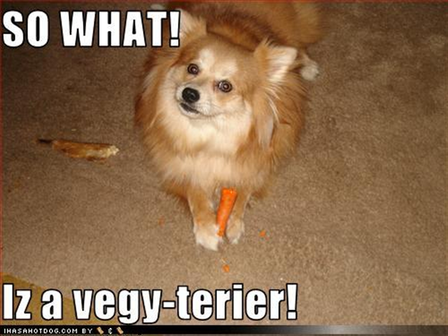 [dog-Vegie-terier (Small)[1].png]