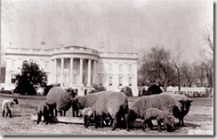 Sheeponthesouthlawn (Small) Sheeponthesouthlawn (Small)