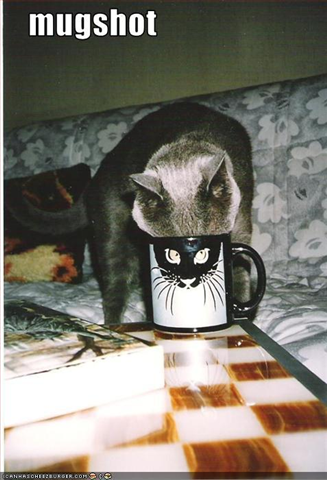 [cat-has-a-mugshot (Small)[1].png]