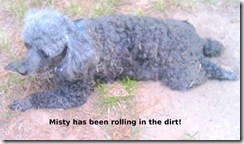 Misty-been-rolling