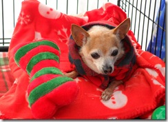 Paco-in-coat Paco-in-coat
