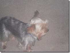 Maddie-tiny-Yorkie