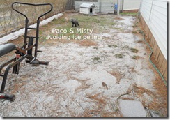 Ice-pellets-Paco-Misty-2.4.11