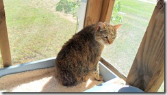 Bobcat drying on screen porch