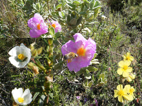 2011_04220010_estepes compost.jpg