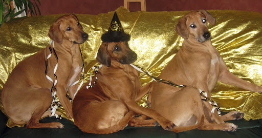 Djungelkattsflickorna firar nyår. Från vänster Zelda, Hexa och Sabrina. Foto: Madelaine Rörström