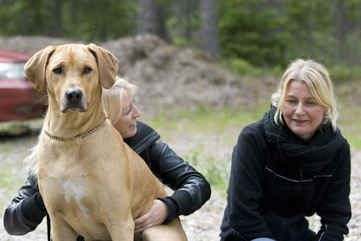 Gibson (Amigo) med sina mattar