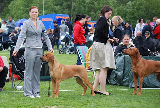 Djungelkattens Hawkridged Herkules in best male line up