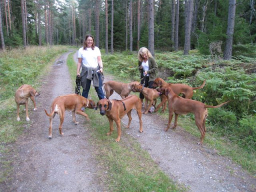 Hundpromenad med ett gäng Djungelkatter! foto: Mikaela Hugo