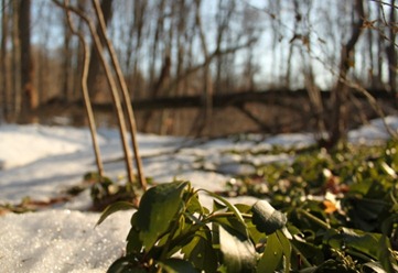 Growth in Winter Growth in Winter