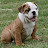 Fiona - Bulldogmania.net Fiona - Bulldogmania.net