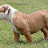 Fiona - Bulldogmania.net Fiona - Bulldogmania.net
