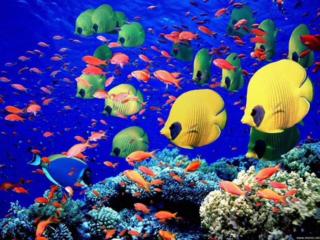 [tropical-coral-fishes-788-5[3].jpg]