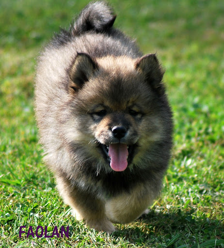 le plus beau chien du monde!!!! 9SE