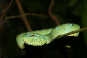 Tree Viper