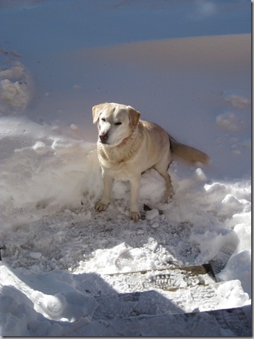 connor in a snowbank