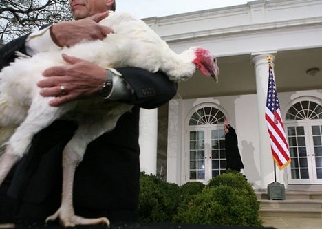 [Happy Turkey Day![2].jpg]