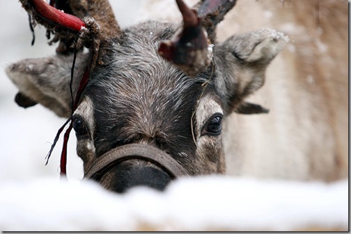 Snow Reindeer-at-the-Birches-Valley