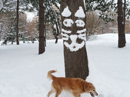 [Snowtree-kitty-spots-a-canine-friend-or-foe_-Central-Park_-New-York-City[2].jpg]