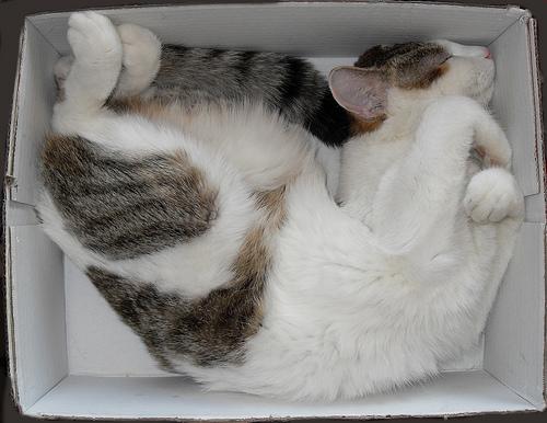 gatos durmiendo en cajas