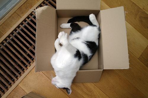 gatos durmiendo en cajas