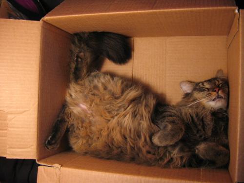 gatos durmiendo en cajas