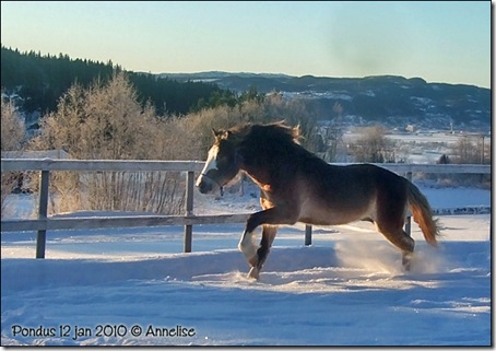 2010-12jan-pondus_02
