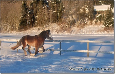 2010-12jan-pondus_01