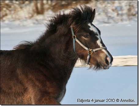 2010-eldjenta-4jan_06